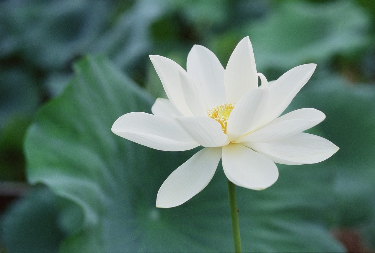 musik tidur trauma stres